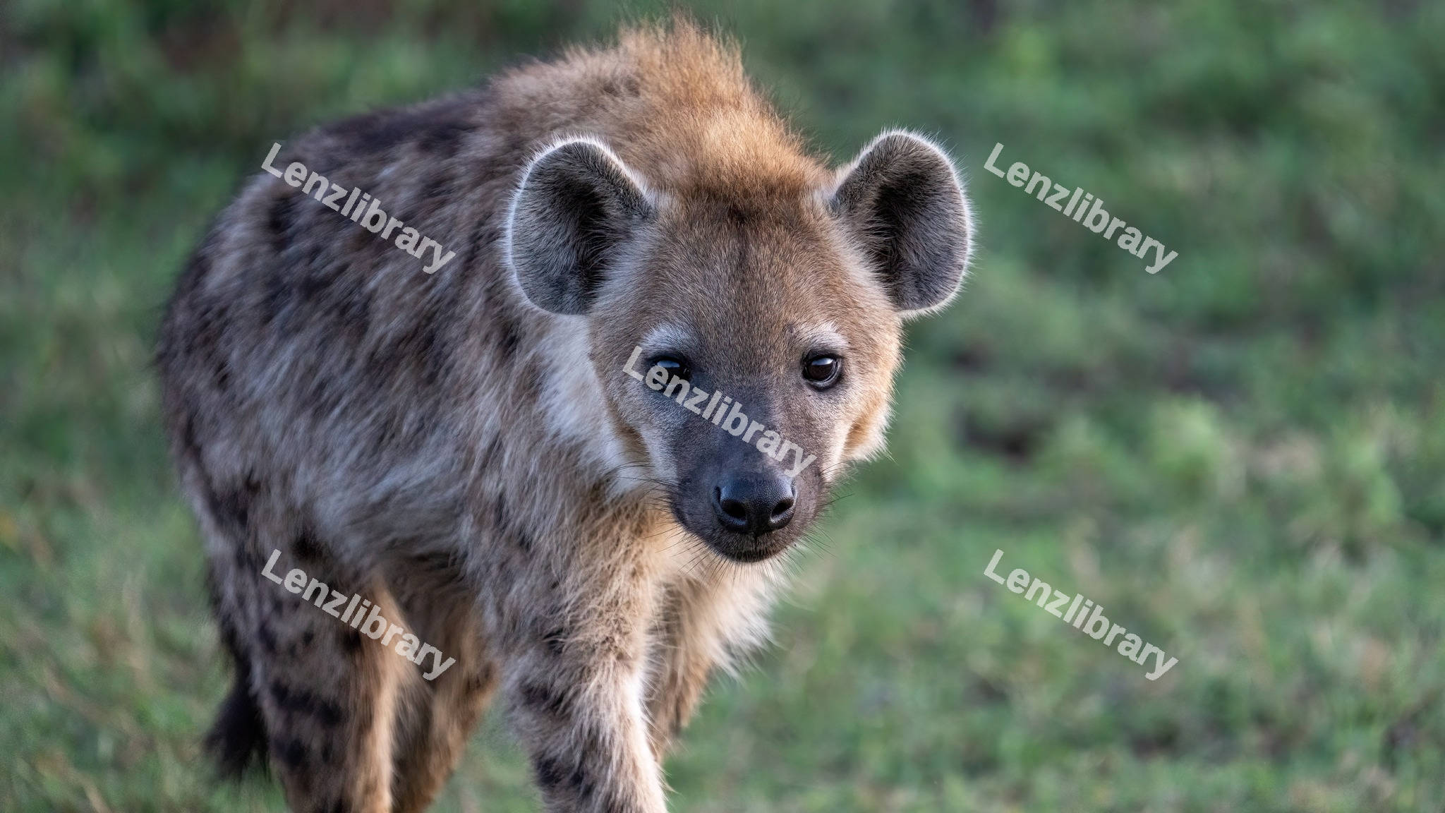 Lonely hyena walking